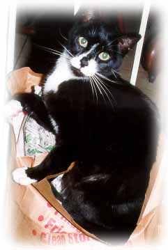 Don't Let The Cat Out Of The Bag